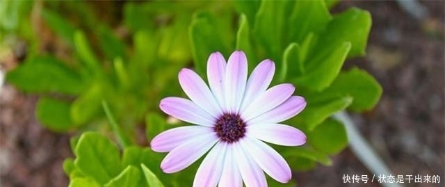 曾国藩家训|一个家族兴旺发达的三种“迹象”,若有一个,便是好事