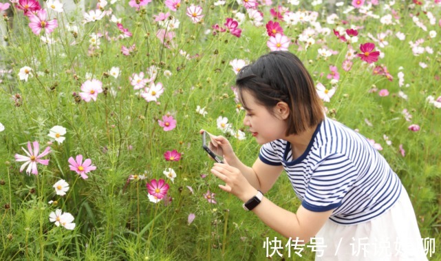 格桑花|嶲州陌上格桑花开，君可静静赏矣。