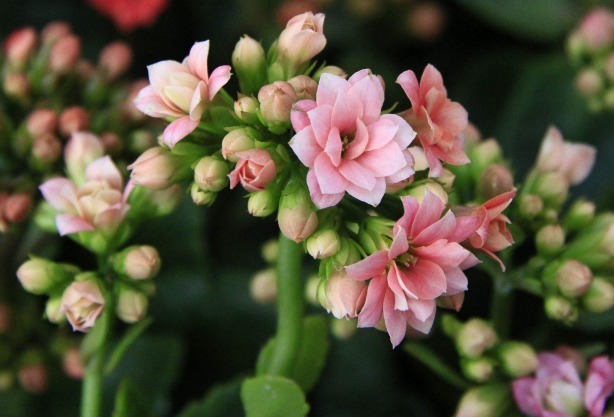 长寿花不开花老花匠教你2招,花苞蹭蹭冒,全年开花不断