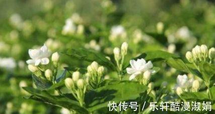 神农本草经|这5种花卉除了能观赏,最重要的能减肥,这才是真正的女人花