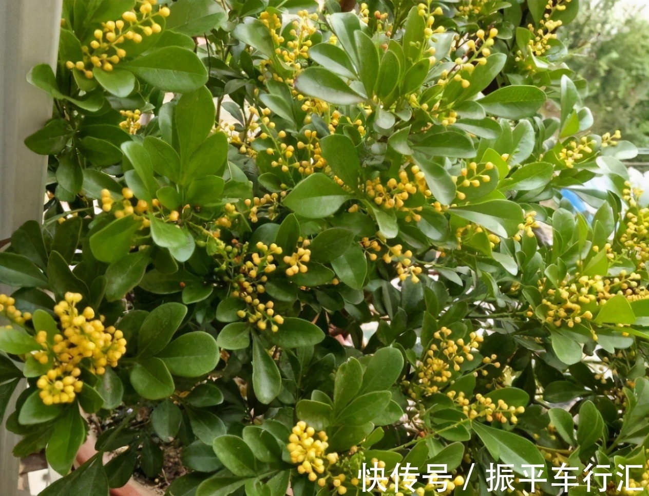 米兰|米兰花似桂花，花小量大，香味持久不散，花期却为5到12月