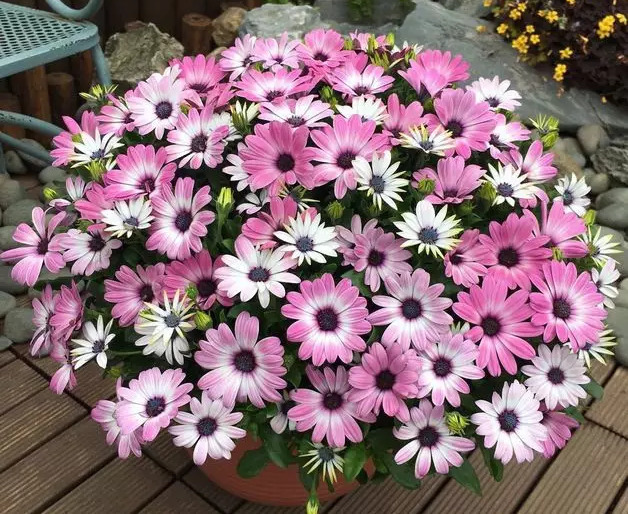 这5种花,吊起来养,开成花球,花多到看不到叶子!