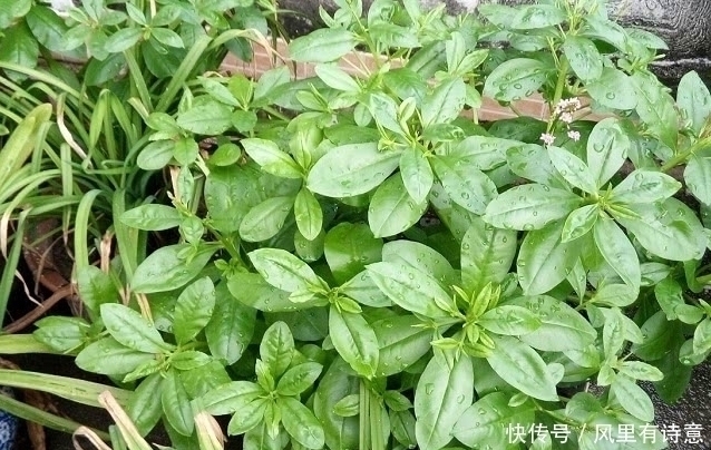 栌兰|农村一种常见野草,被农民割来喂猪,殊不知是种珍贵“土人参”