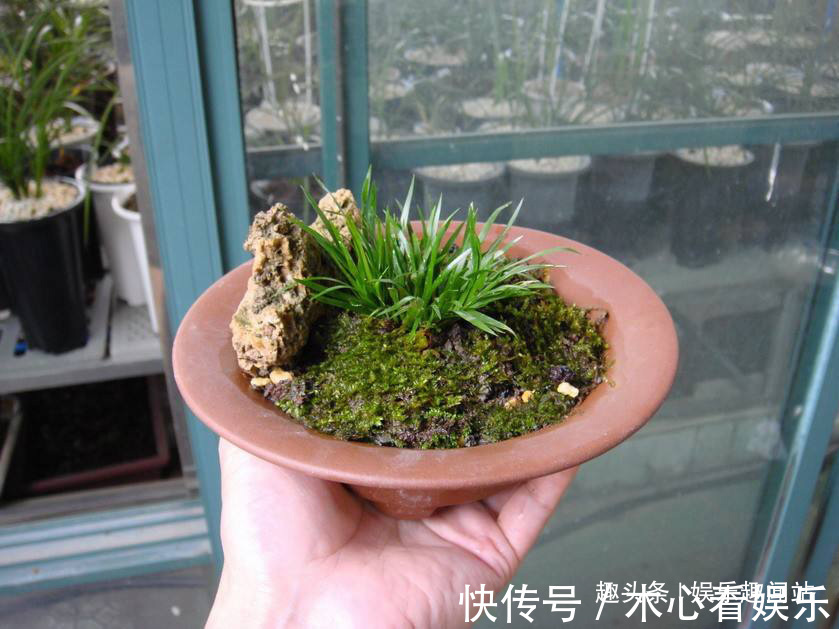 盆栽|房间的盆栽太单调挖点青苔做铺垫，直接养成令人陶醉的微观盆景