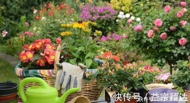 叶子|磷酸二氢钾,喷叶子好还是灌根好看一眼就能明白,别弄错了!