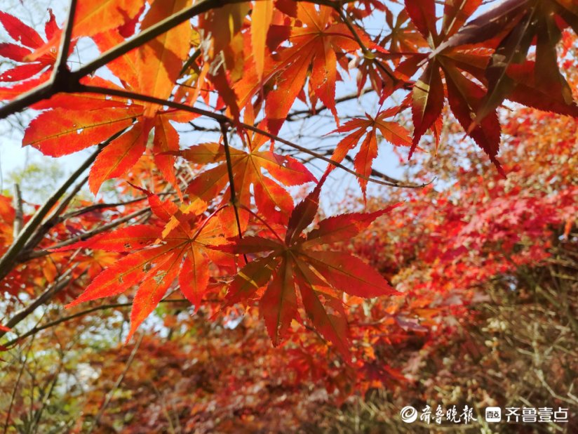 崂顶|崂山赏叶地图奉上！四大赏叶地、五大观赏树种可“打卡”