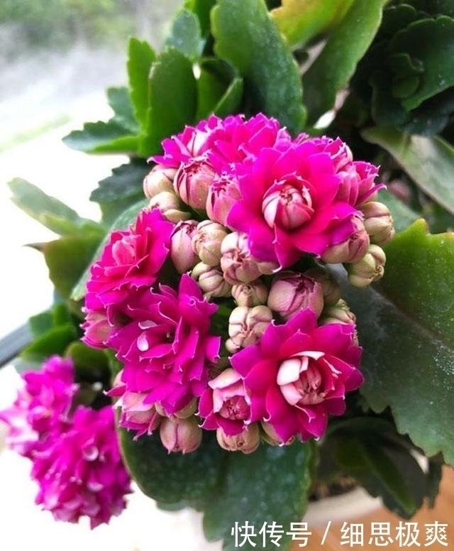 松针叶|想长寿花多冒苞,土里埋下这“两”料,顺利春化,绽放层叠群花