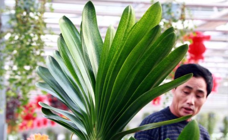 君子兰难开花在盆里埋点“它”,叶子油绿花也多
