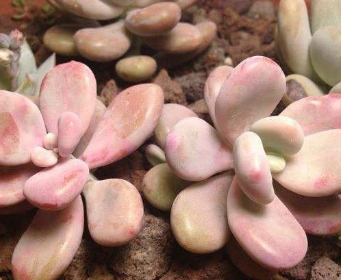 多肉桃美人圆润肥硕,教你养桃美人的3个小妙招,生长旺盛还漂亮