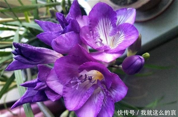 13种适合阳台养的紫色盆栽花,阳台养上几盆,天天“紫气东来”!