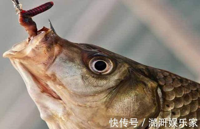 蚯蚓钓鱼效果好,但你挂对了吗,不同挂法效果不同