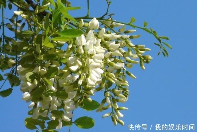 农村|在农村,很多人并不知道这些花是可以吃的,你吃过几种?