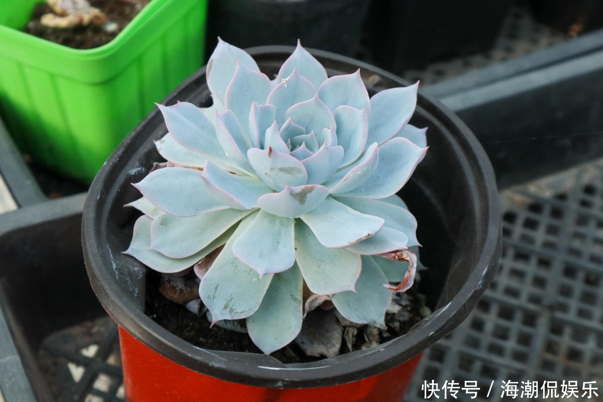 老花匠的养肉秘方,避开5个坑,才能养出结实多肉