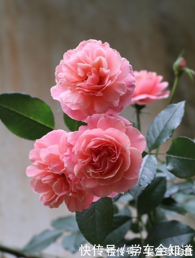 丰花月季|此款盆栽绿植，花美若牡丹，四季开花，还很好养，南方北方都能种！