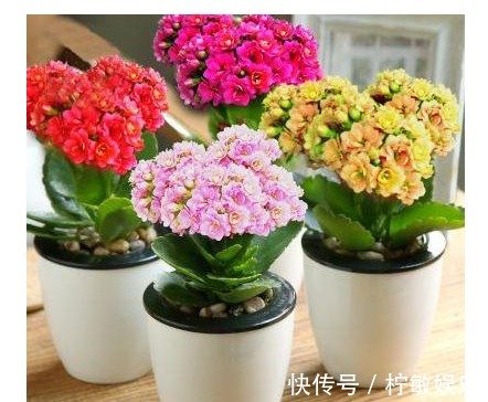 长寿花取头重新插,修剪时拿出“后娘”的精神,准错不了的