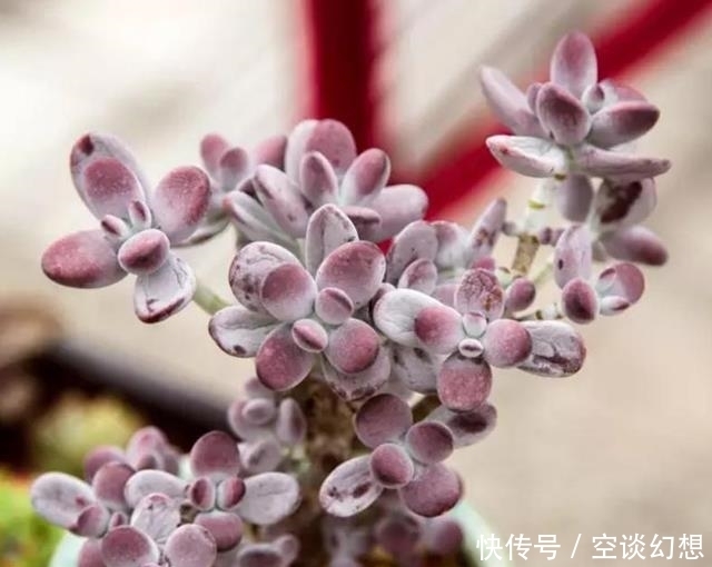 这几种多肉最贵的可以达到上万元,你家有几款