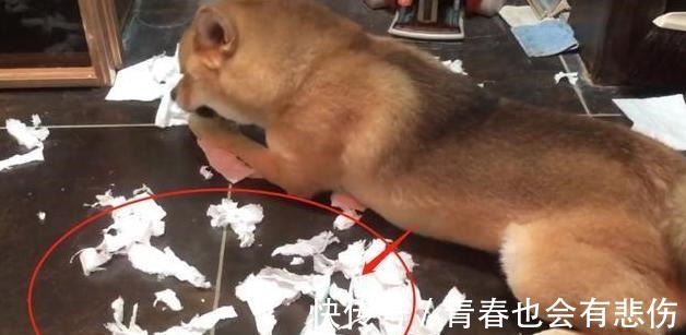 退回|《向往4》錄制，王珞丹喊話想退回瓢哥，誰注意到官方回話