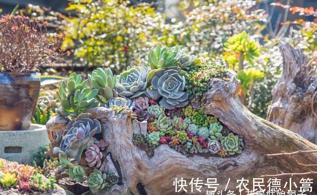 新手选这些“普货”多肉来养，好养又省心，养出状态来也很漂亮