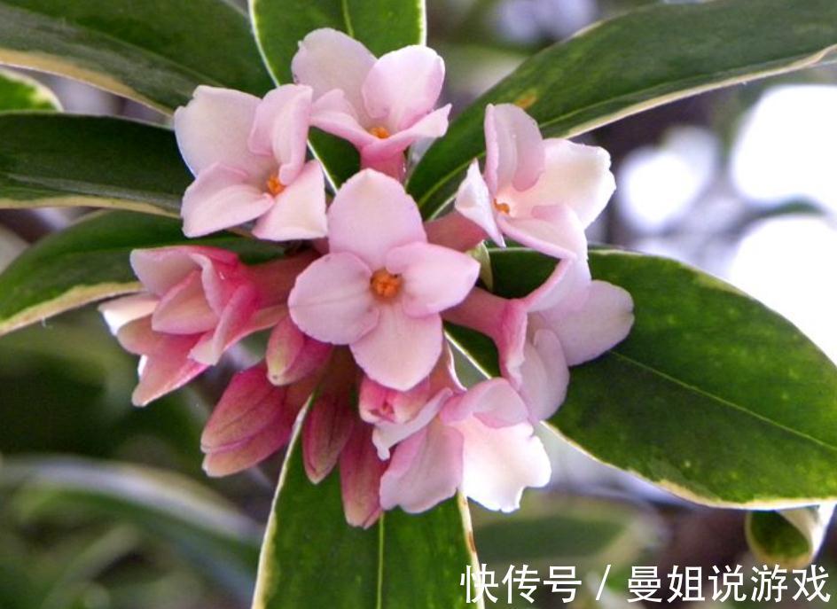 秋末给金边瑞香加点营养餐,新叶萌发快,养壮身体好开花