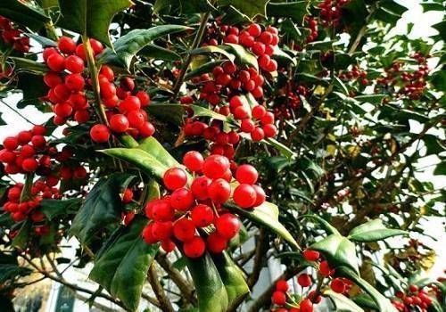 寓意|这树为“圣诞”而生,有着红果子和翠绿叶片,寓意红火大家都喜欢