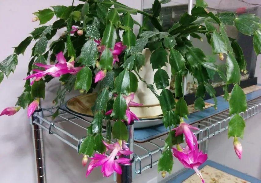 蟹爪兰|长寿花换盆，切忌越换越大，一直用小盆养才好！