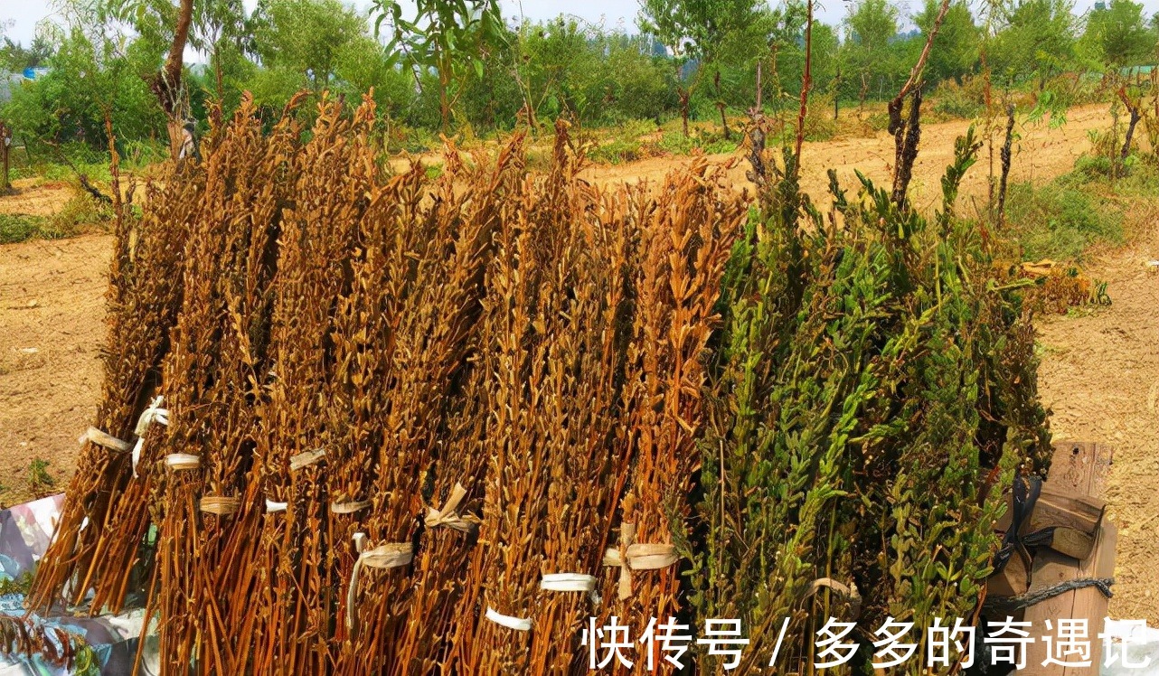 瘦肉汤|南方吃种子,北方却把叶子当成极品野菜!