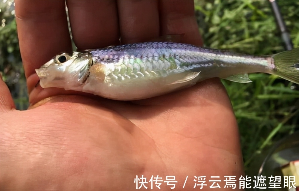 野钓钓鱼,如何避开小鱼闹窝?这几个技巧,有效减少小鱼闹窝