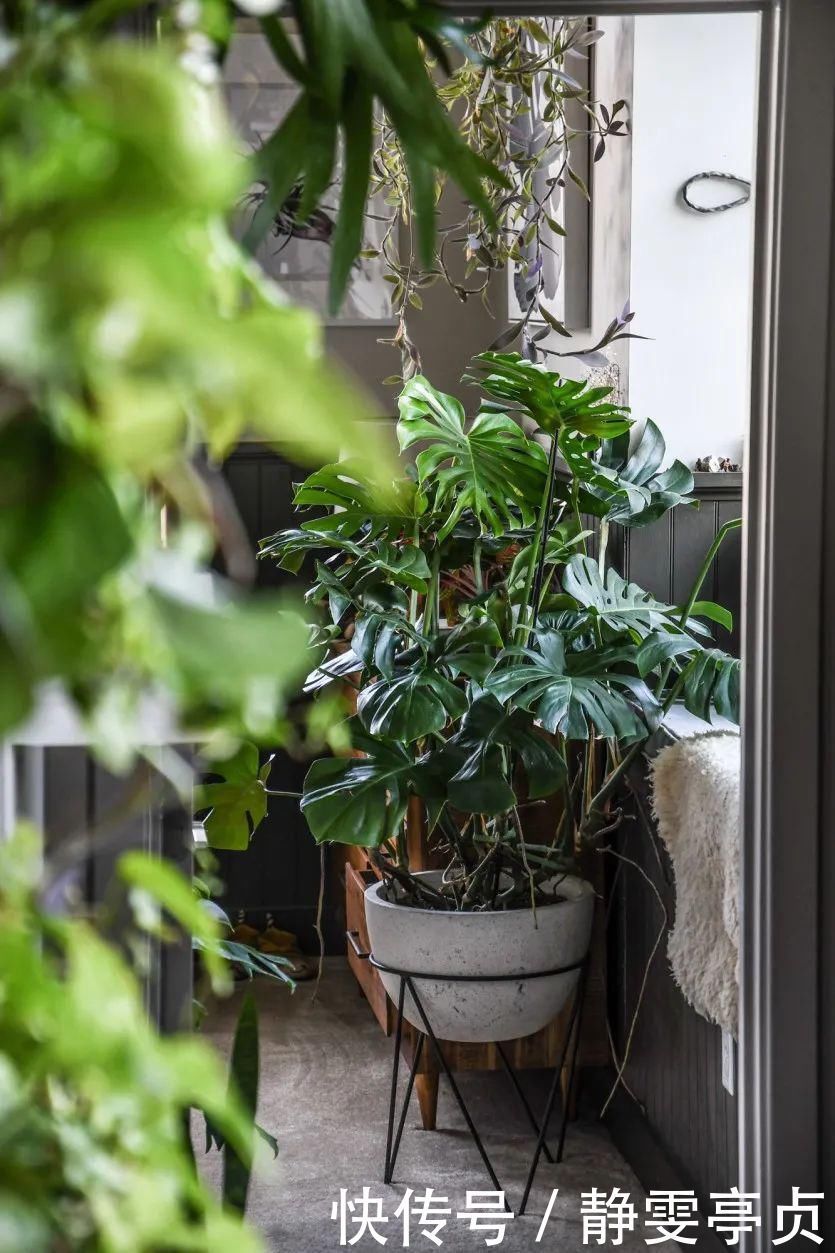 她在屋里种满500盆植物:呆在这样的房子里,生活更有了诗意!