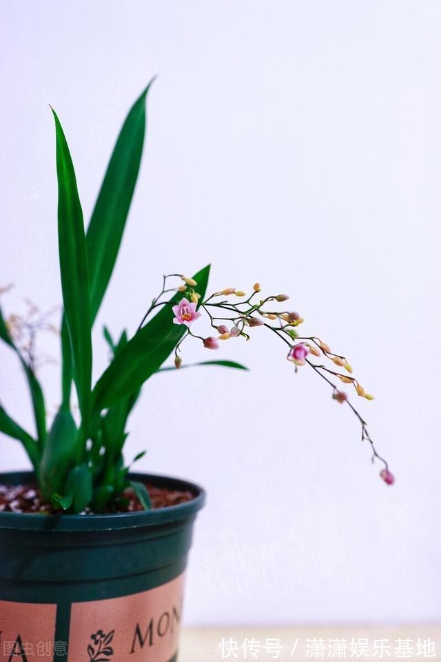 复合肥|天气转暖，建议少买4种花，观花时间短不说，还难度夏