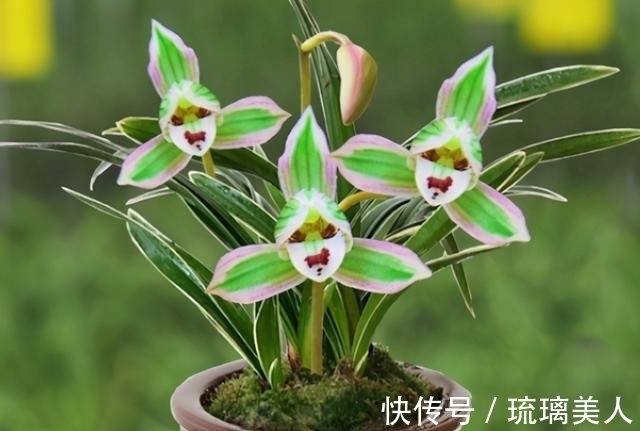 此兰很多人没见过,一花双色,兰香浓郁,叶带金边,是兰中铭品