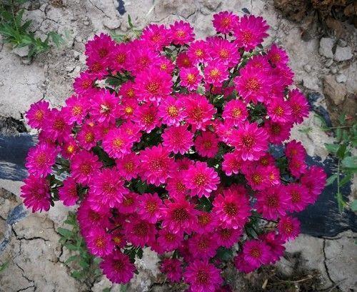 几款花卉漂亮又好闻,花色艳丽花量大,人见人爱