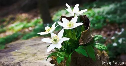 春天养花,这种水不能浇,浇1盆死1盆,大多数人都用错了