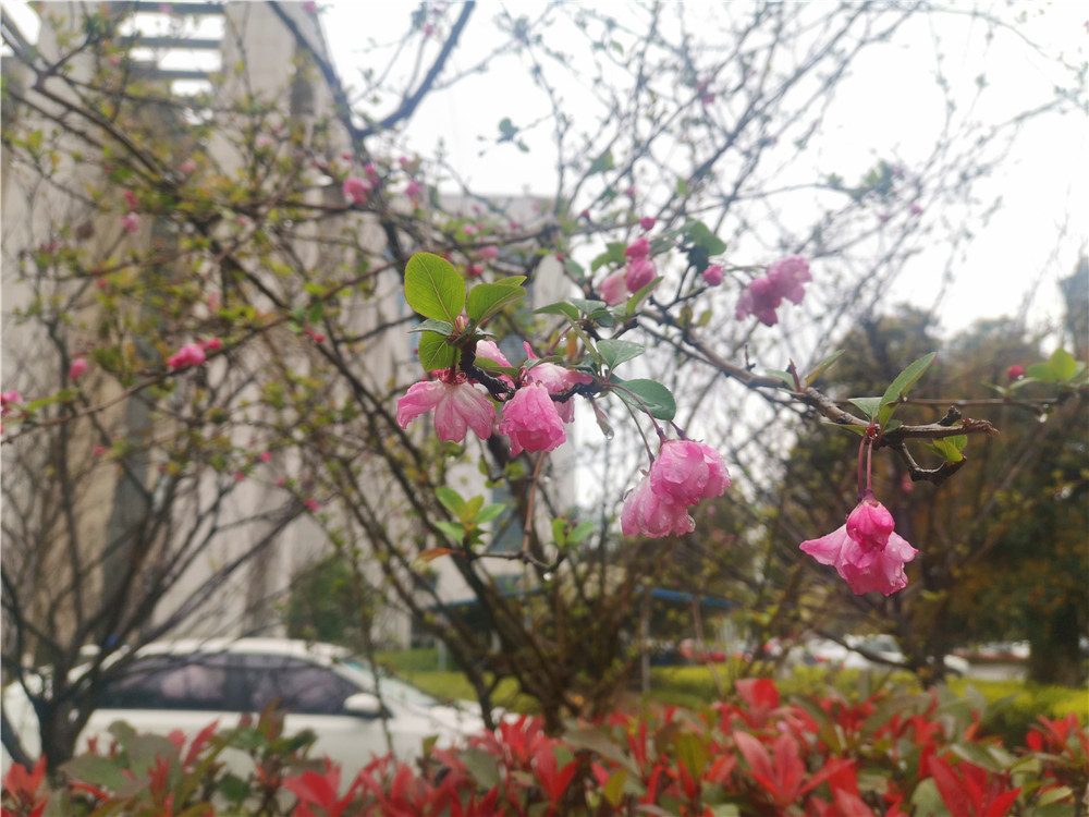 老年|美丽吉安:海棠花开 春色这边独好