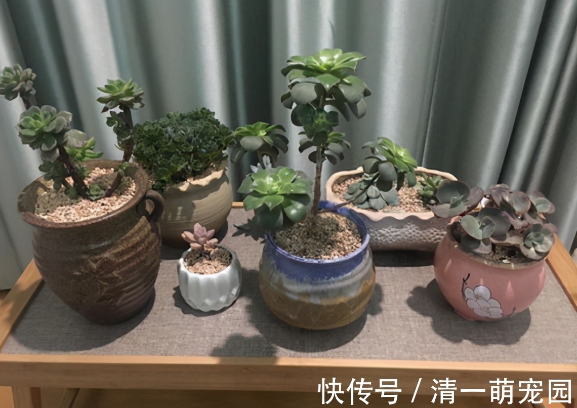 芽点|扦插讨喜的多肉,事前事后这么操作,成活率高很多