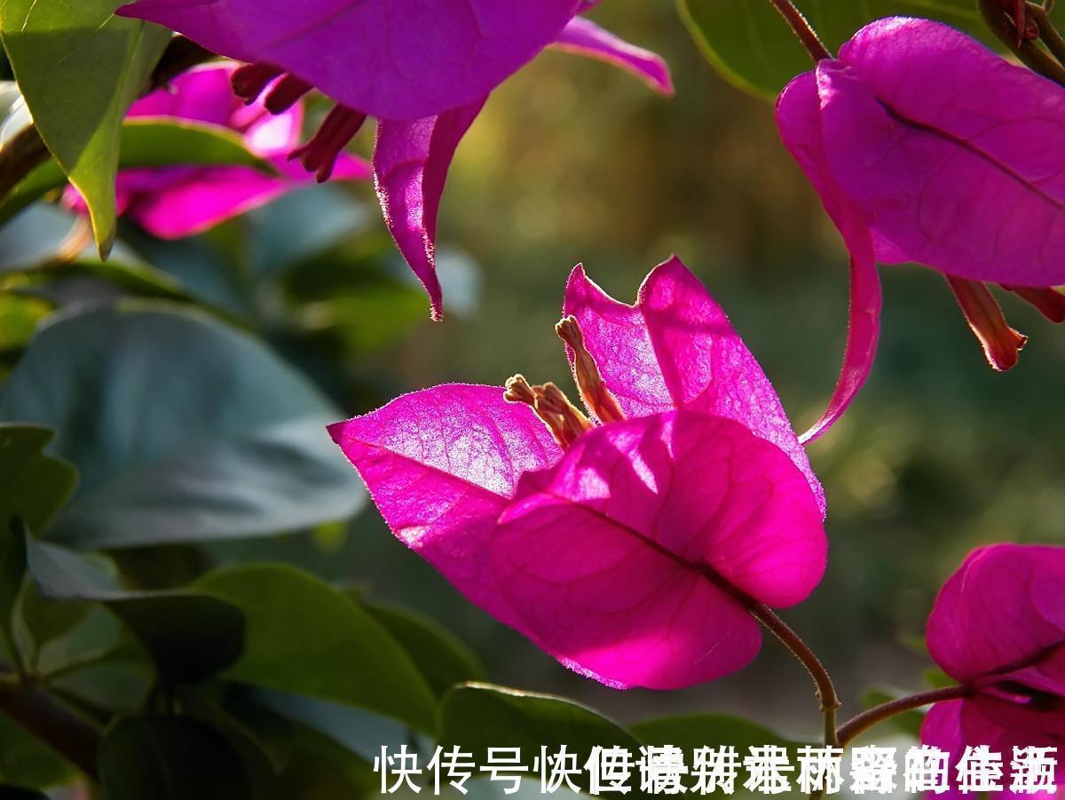 肛肠科|肛肠科大夫不会主动告诉你的五款痔疮膏，便宜还好用，有奇效！