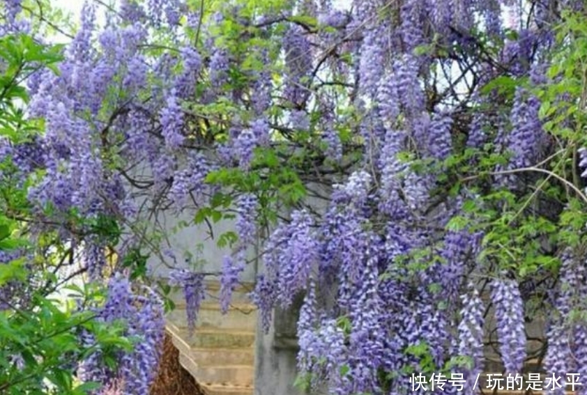 4种花最适合阳台养，好养又漂亮，花朵开满枝头，一开就是300天！