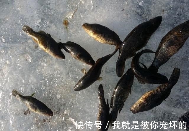 东北的老头鱼是一种什么鱼？生活在野泡子里，冬天冰封也冻不死