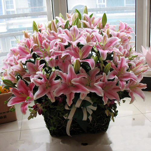 土培|老花农都喜欢的5种“福气花”，开花美好养护，新手也能驾驭