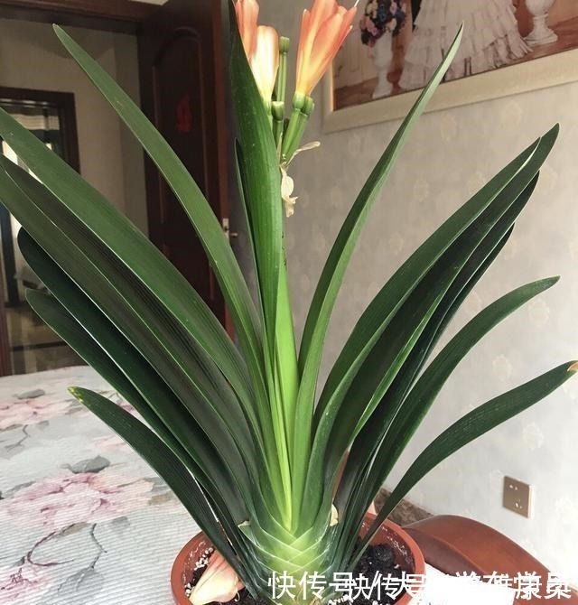 养花|养花先“养根”，君子兰富贵竹“喂点料”，白根呼呼冒，轻松爆盆！