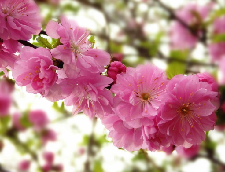 忘了菊花！养盆“小桃红”，酷似“梅花”，耐寒耐旱，好养易爆盆