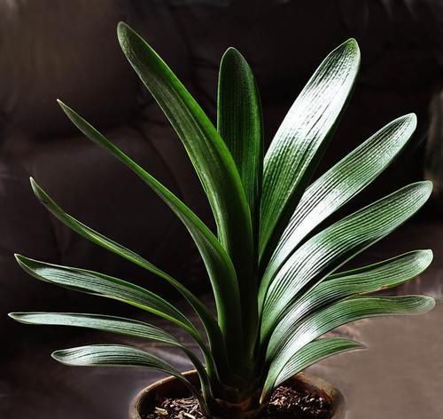  大难|君子兰开花有两大难，十年养花“干货”帮你完美解决