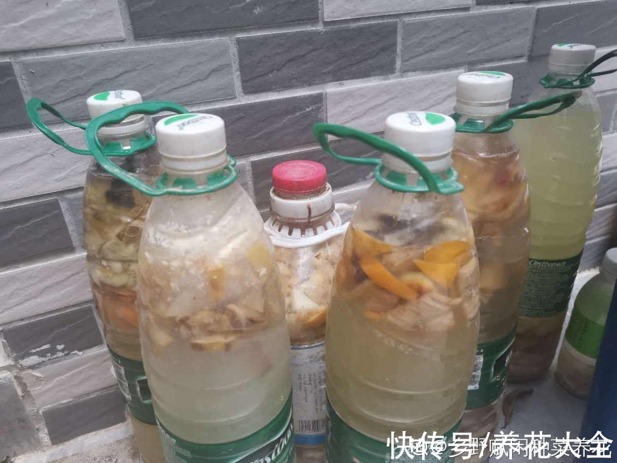养花|养花用点“酸酸水”,花长得特旺,叶子绿得直滴油