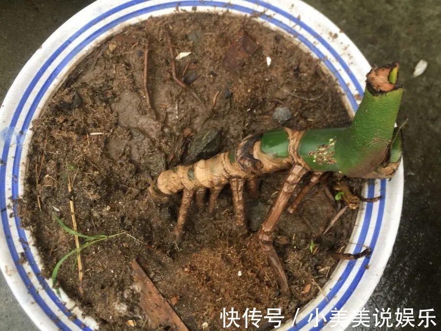 给这花换盆，土里扒出30个崽，根本不用扦插！