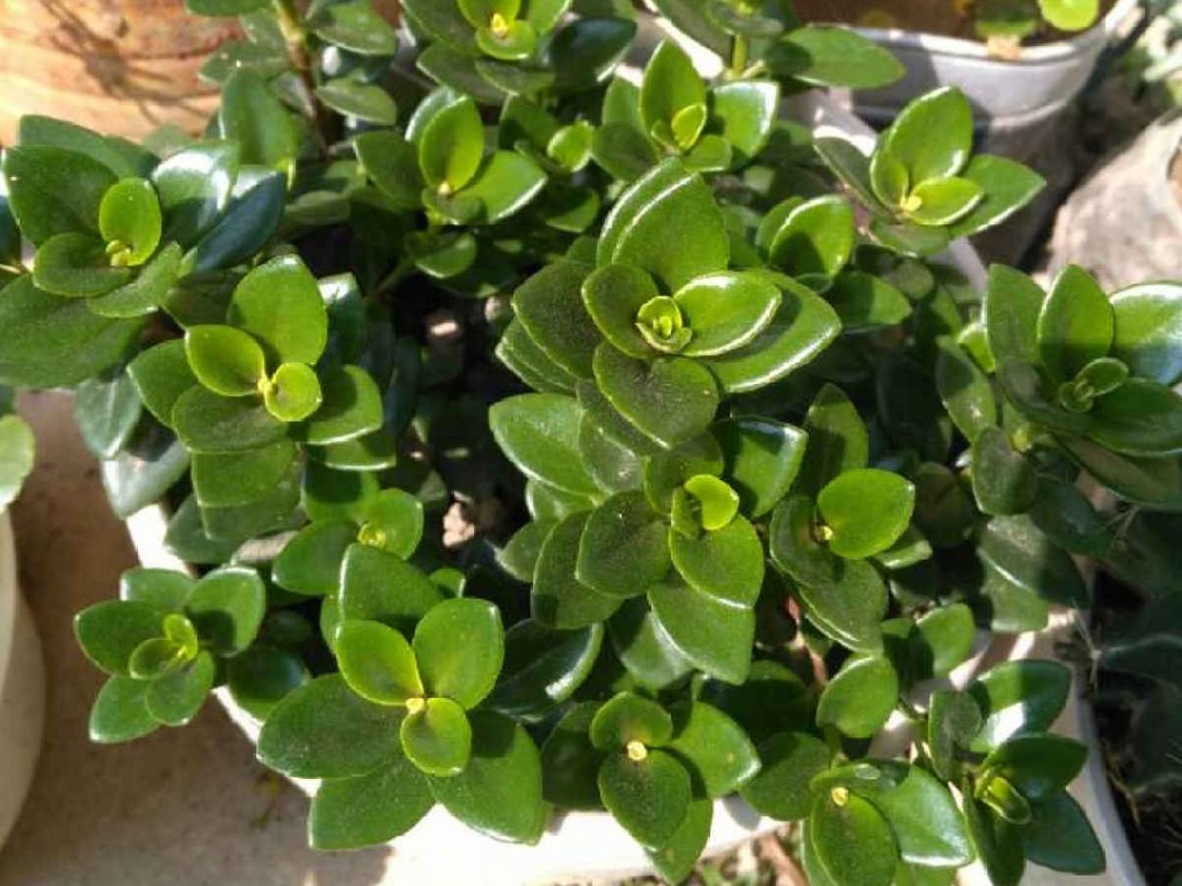 嫩苗|7种花养老桩不好,多扦插、养嫩苗,才能年年开花