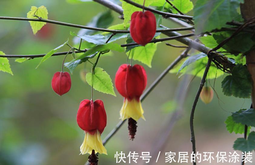 长春花|盘点10款漂亮花，号称“开花机器”，一开就是300天，适合新手