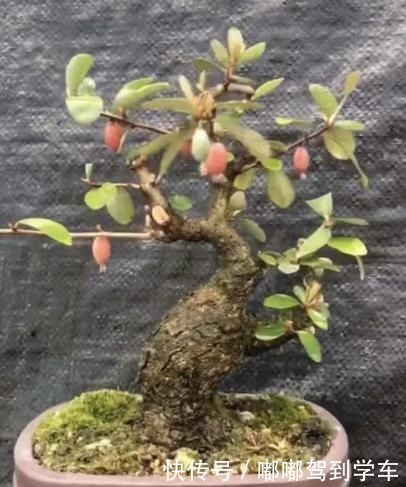 满山|满山都是“羊奶果”，不能错过的盆景树种，做成盆景别具一格！