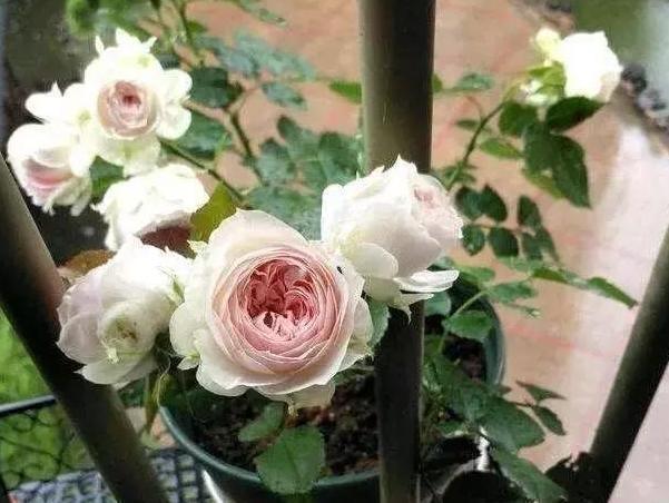 养花不用买营养液，准备好香蕉皮，盆栽植物叶子不泛黄