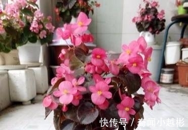 四季海棠|养盆这一种花,遇土就活,四季开花,种一盆,开一年,美过绿萝!