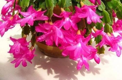 栽种|扦插蟹爪兰，巧用“小妙招”，夹在梳子缝里，呼呼长出毛细根