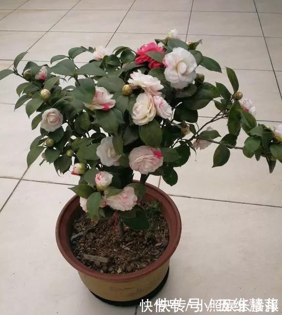米兰花|这6种花儿爱吃酸,每月1勺“酸水”,花苞满盆看不见叶